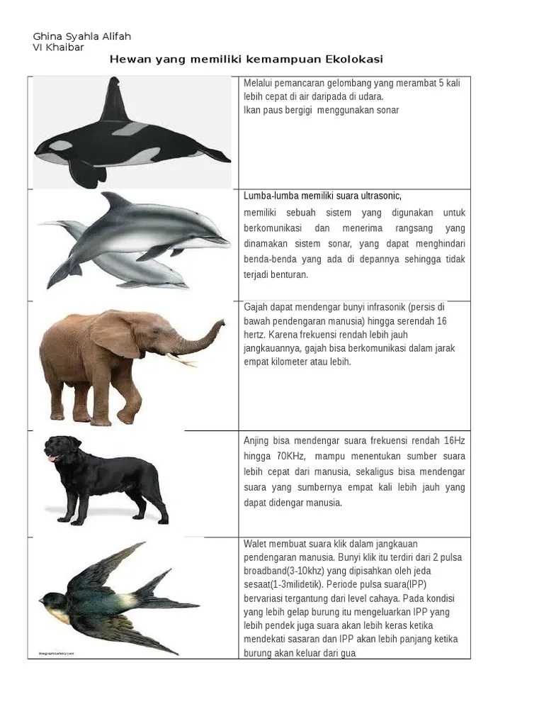 Ekolakasi Hewan | PDF