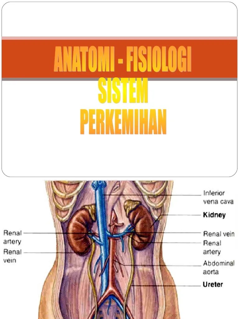 Anatomi fisiologi sistem perkemihan