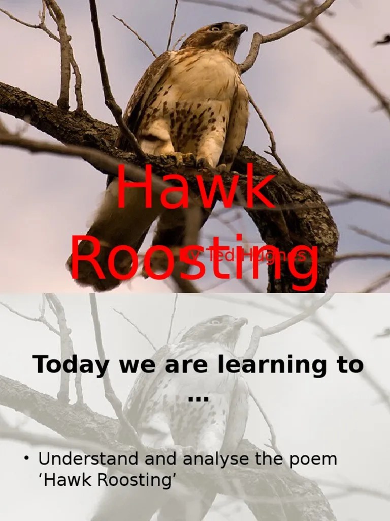 Hawk Roosting by Ted Hughes Poetry Philosophical Science