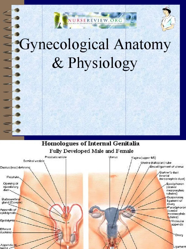Gynecological Anatomy & Physiology PDF Vagina Uterus