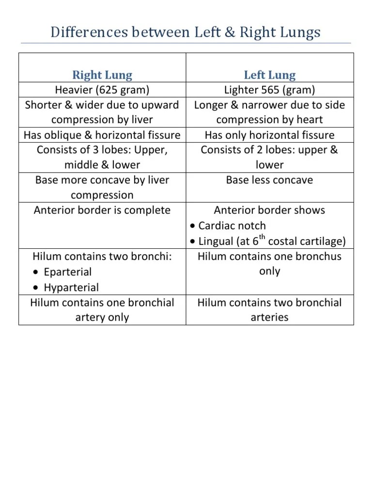 Differences Between Left & Right Lungs