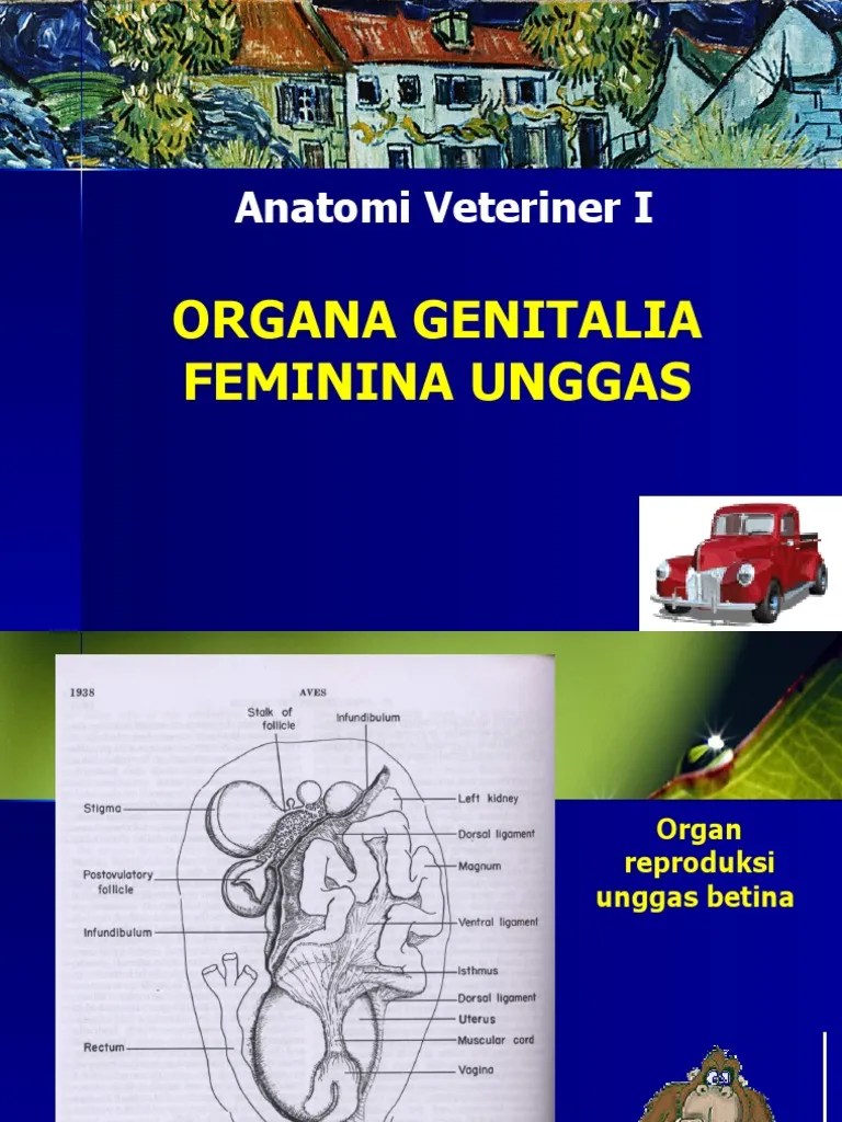 Organa Genitalia Feminina Unggas