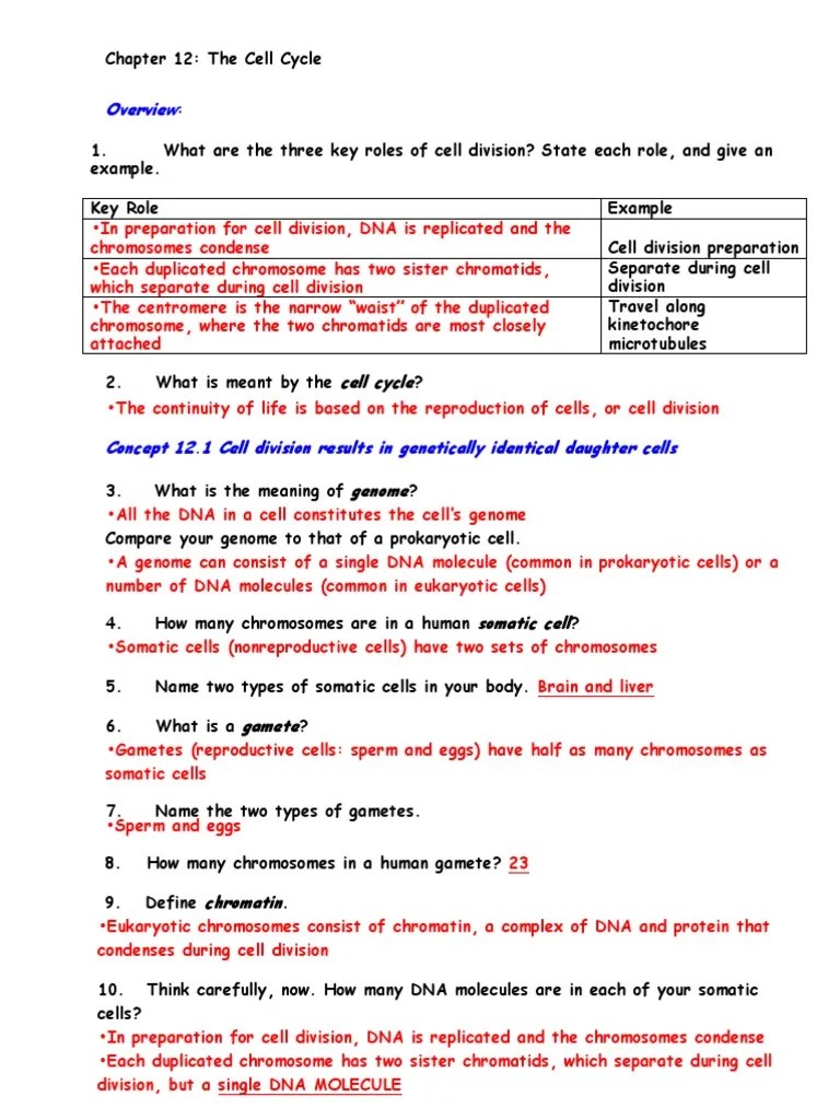 Cell Division Reading Comprehension Worksheet Mitosis And Meiosis