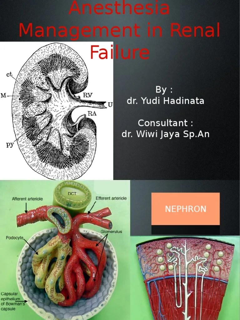 Anesthesia Management in Renal Failure 001 Renal Function Creatinine