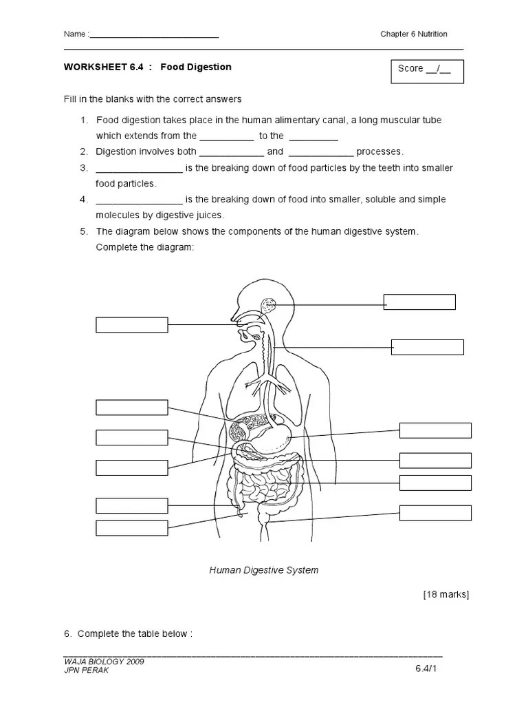 Printable Digestive System Worksheet