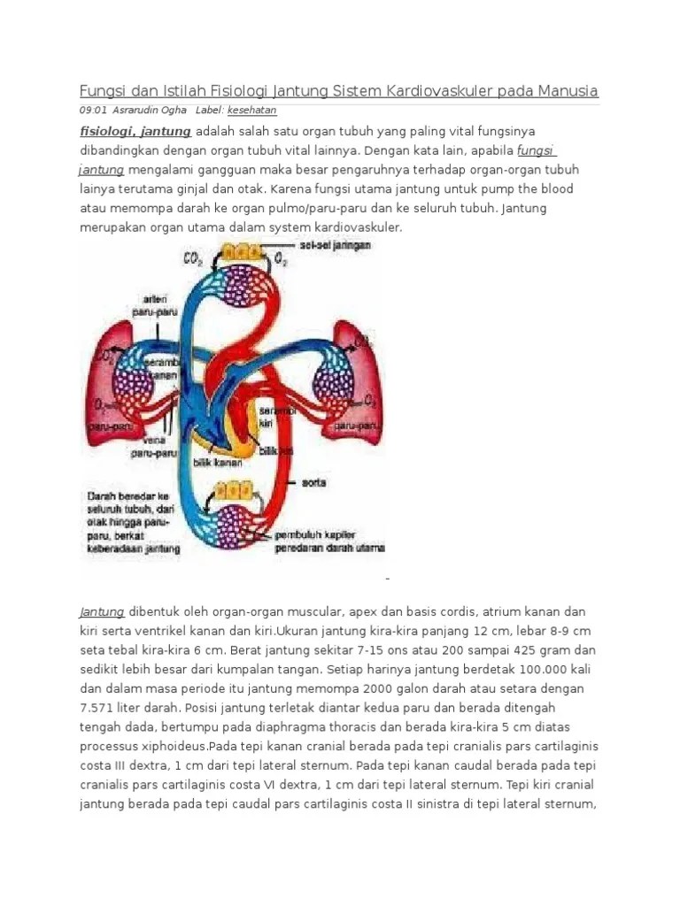 Fungsi Dan Istilah Fisiologi Jantung Sistem Kardiovaskuler Pada Manusia