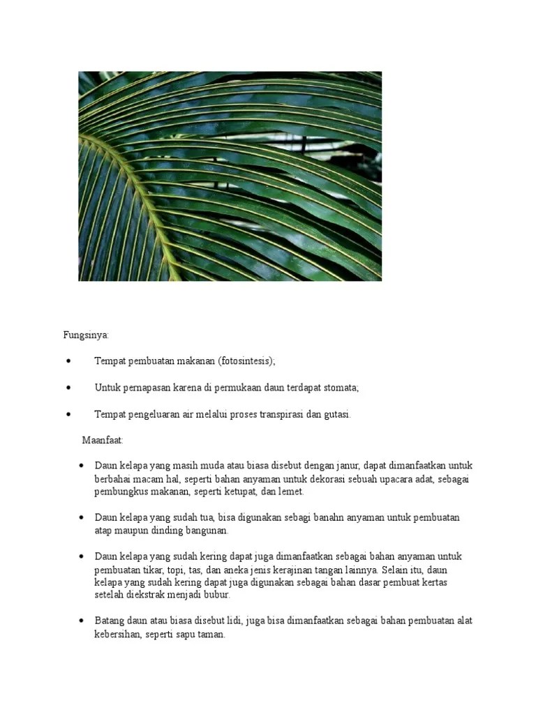 Fungsi Daun Kelapa | PDF
