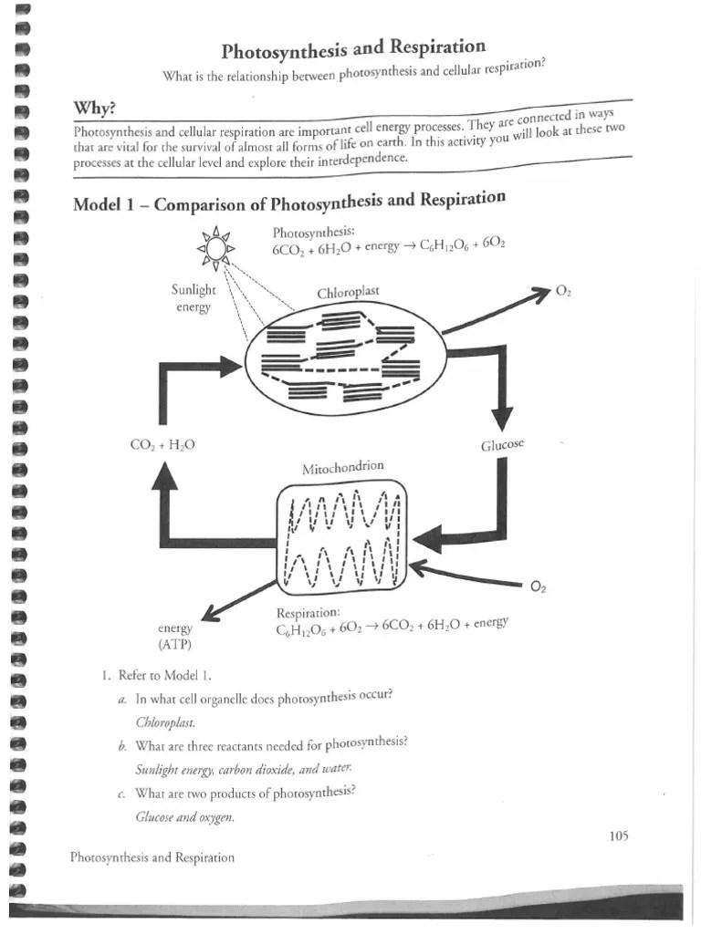 Respiration and Photosynthesis KEY