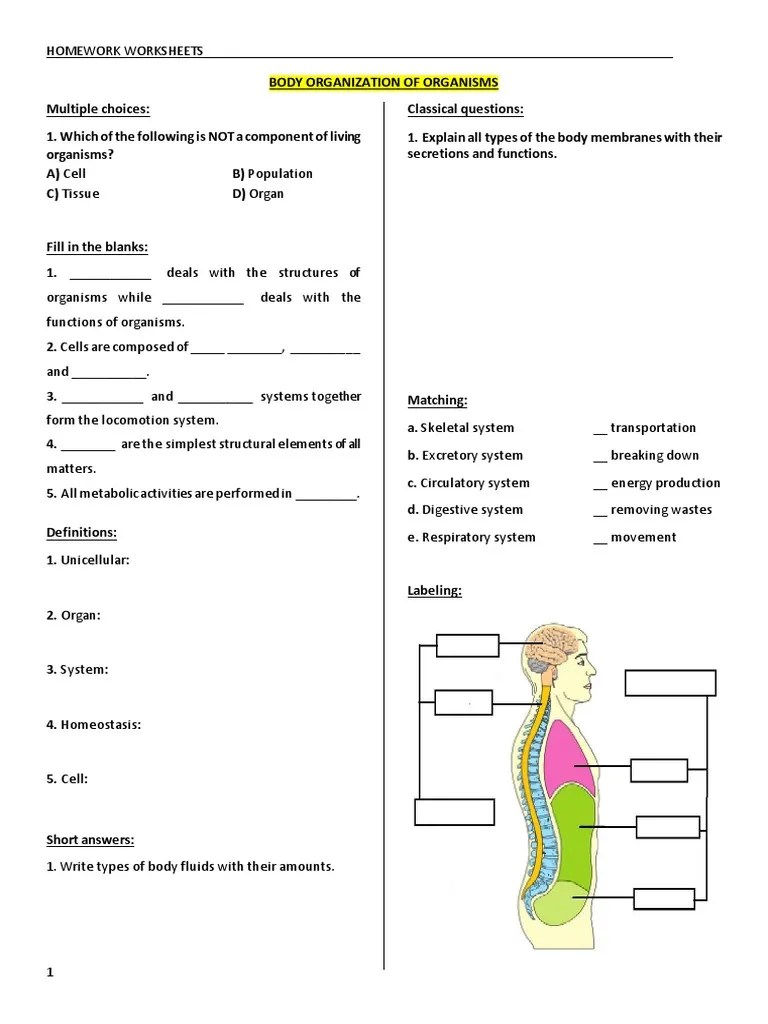Worksheet - Human Anatomy - Nervous System | Neuron | Axon