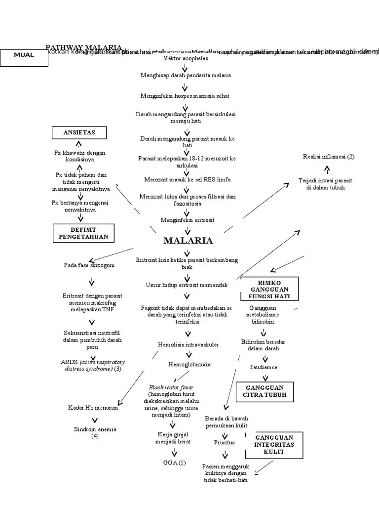 Pathway Malaria (Keperawatan)