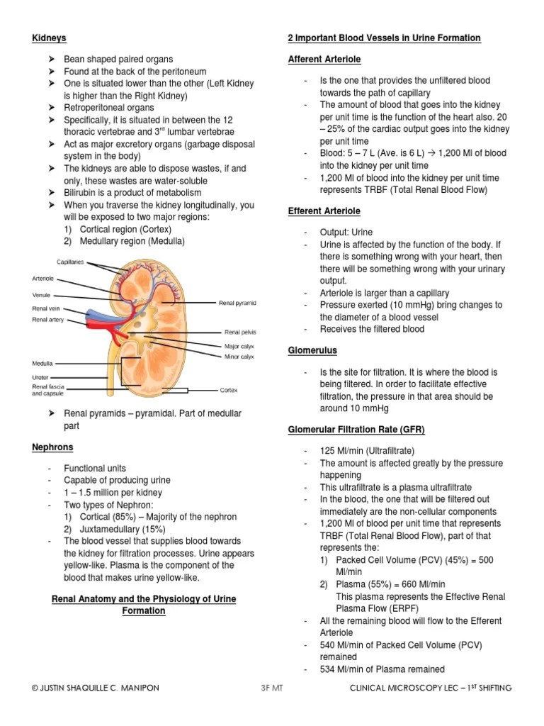 Kidneys PDF Kidney Animal Anatomy