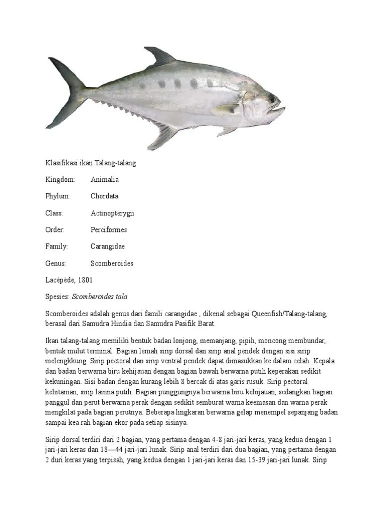 ikan talang in english