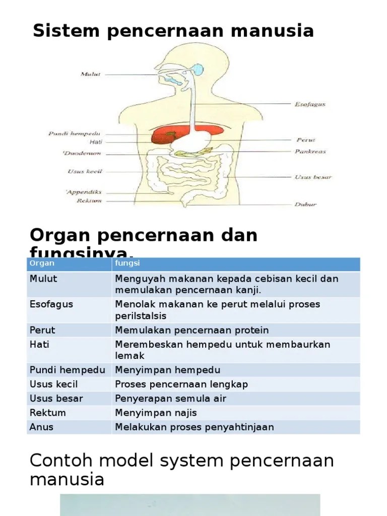 Sistem Pencernaan Manusia | PDF