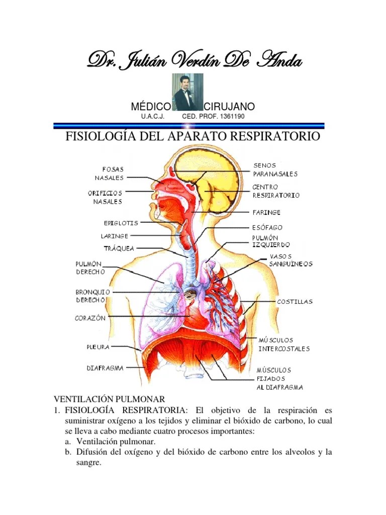 Fisiología Del Aparato Respiratorio Pulmón Sistema respiratorio