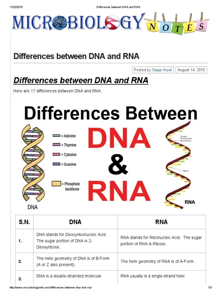 Differences Between DNA and RNA Rna Base Pair