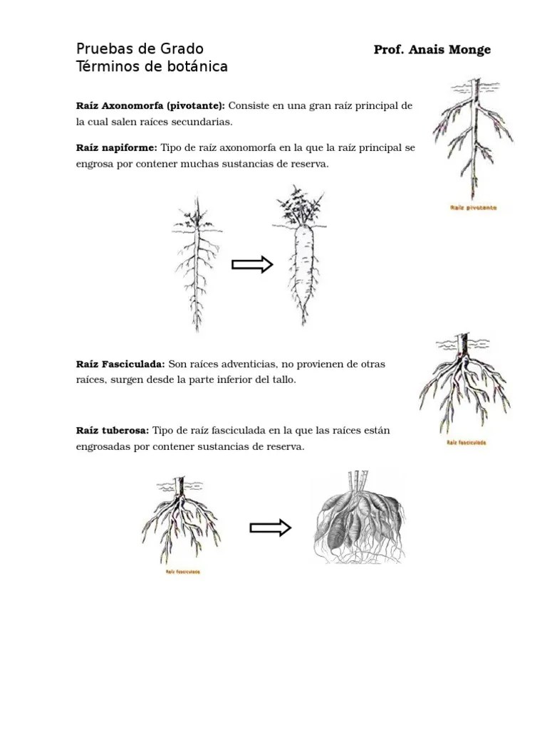 Terminos de Botanica