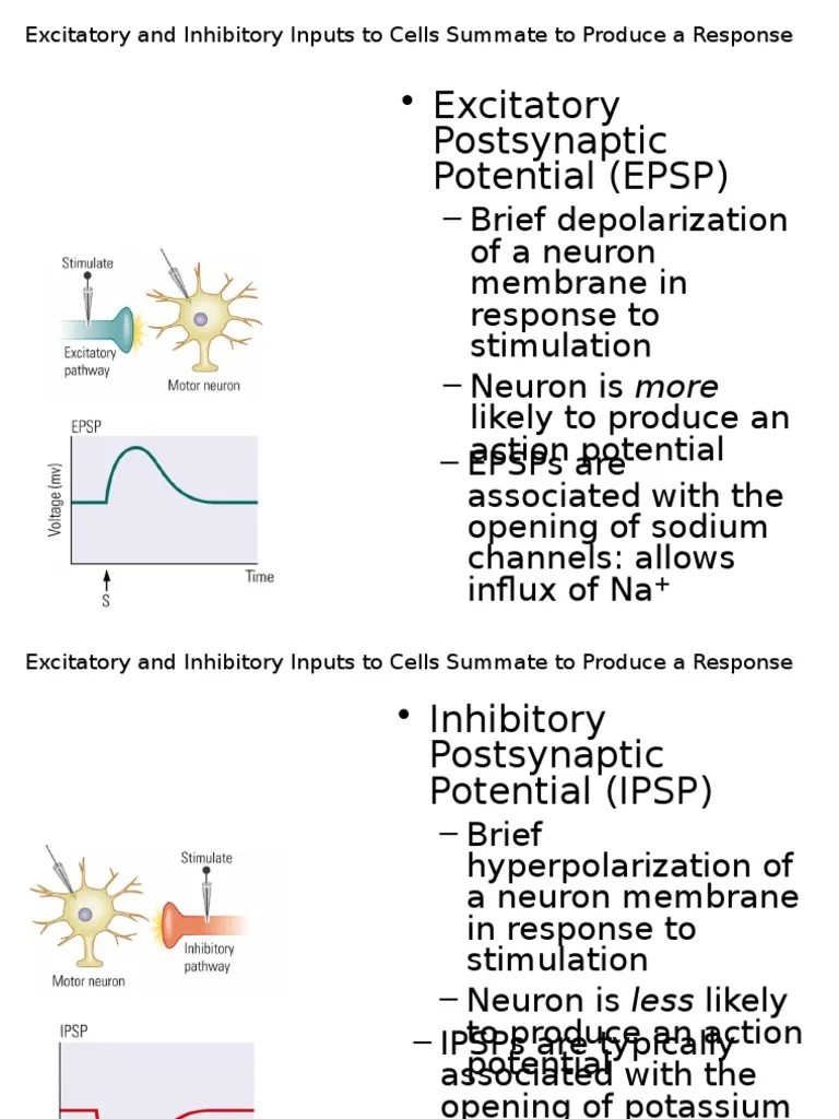 Neuronal Communication PDF Excitatory Postsynaptic Potential
