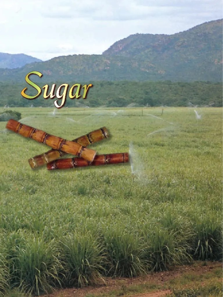 Sugar 06 Sugarcane Molasses
