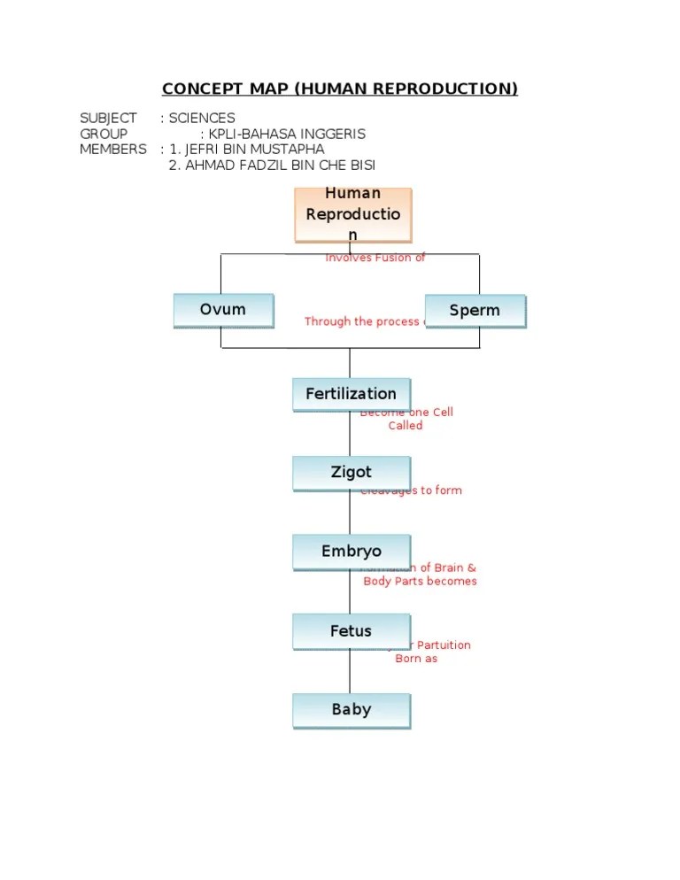 Human Reproduction Concept Map CONCEPT MAP Human Reproduction