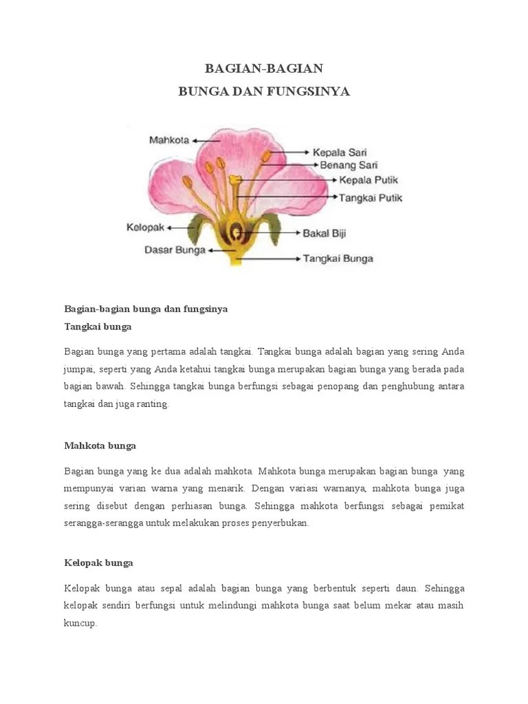 Gambar Bunga Sepatu Beserta Fungsinya » Greatnesia