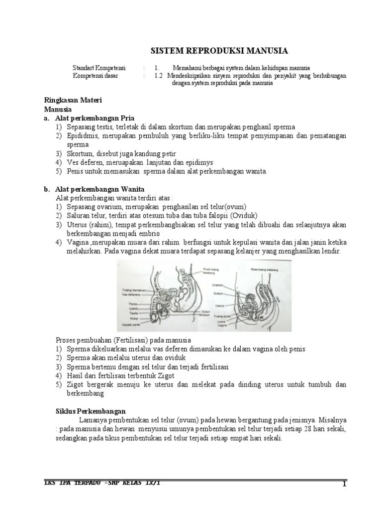 Sistem Reproduksi Manusia | PDF