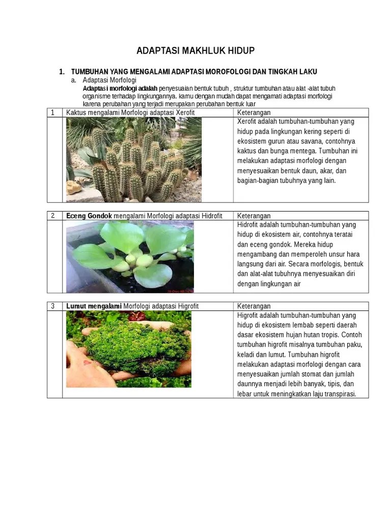 Bentuk Adaptasi Struktur Tumbuhan Di Gurun Berbagai Struktur