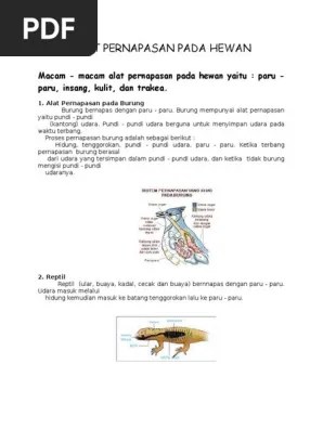 Alat Pernapasan Pada Hewan | PDF