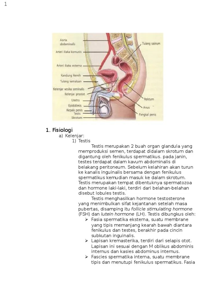 Anatomi Fisiologi Sistem Reproduksi Pria