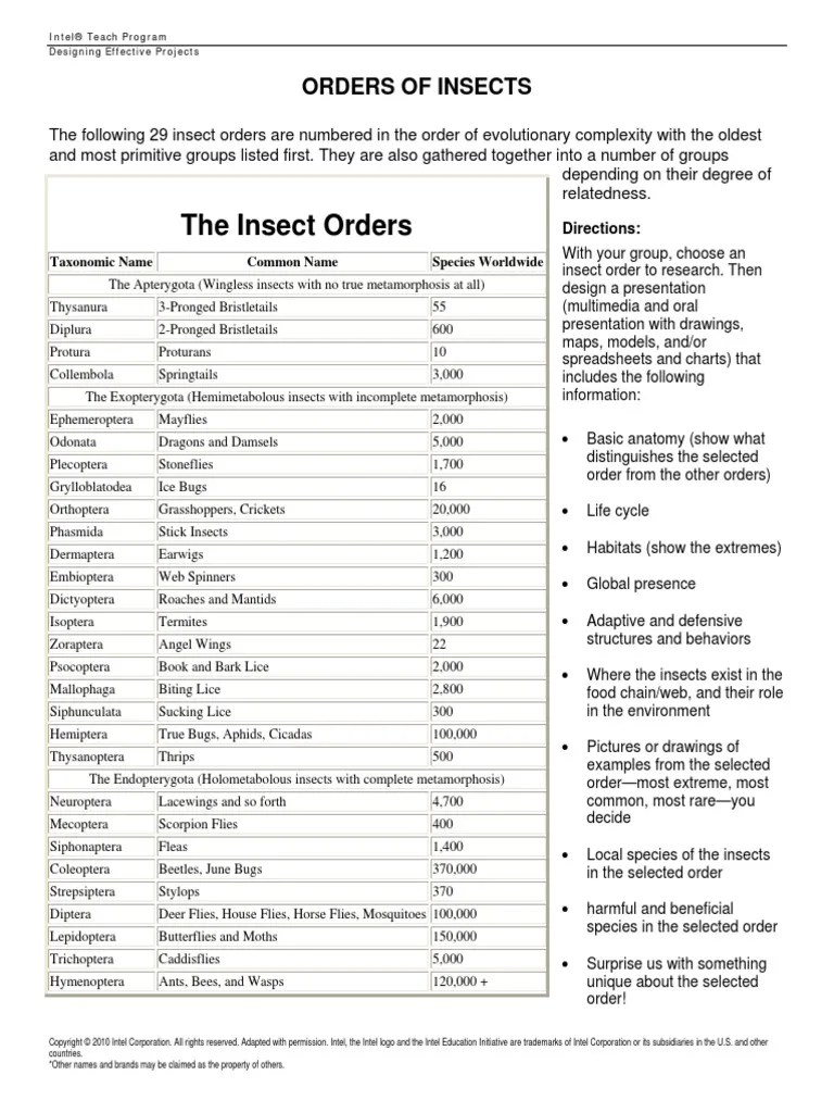 Insects Orders PDF Insects Fly