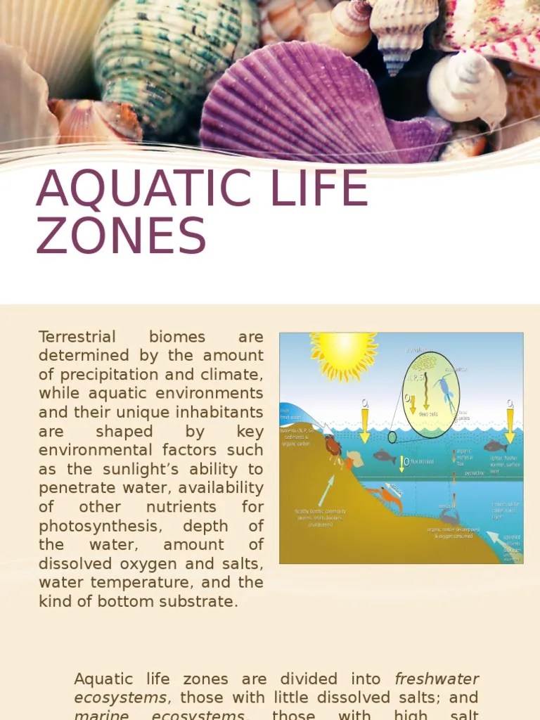 Aquatic Life Zones Aquatic Ecosystem Marine Biology