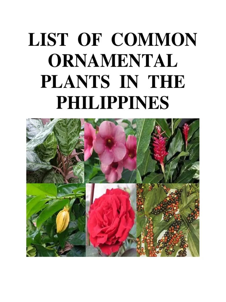 List of Common Ornamental Plants in the Philippines Trees Plants