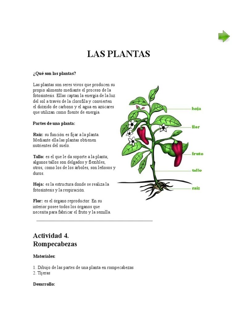 Las Plantas Plantas Flores