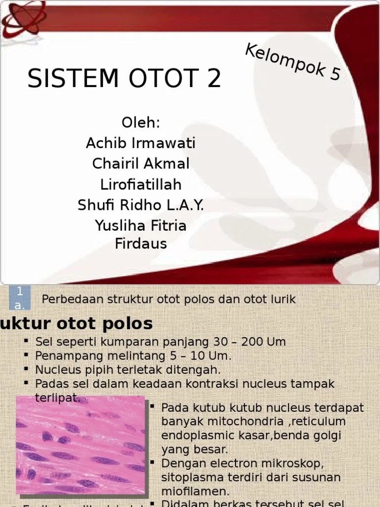 Perbedaan Struktur Otot Polos Dan Otot Lurik