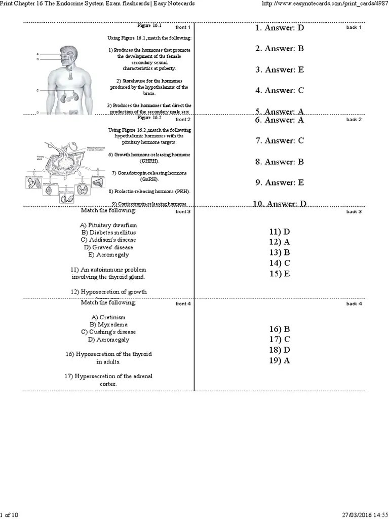 Print Chapter 16 the Endocrine System Exam Flashcards _ Easy Notecards