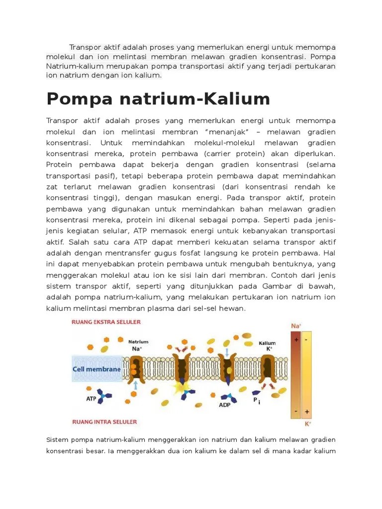 Pompa Natrium Kalium | PDF