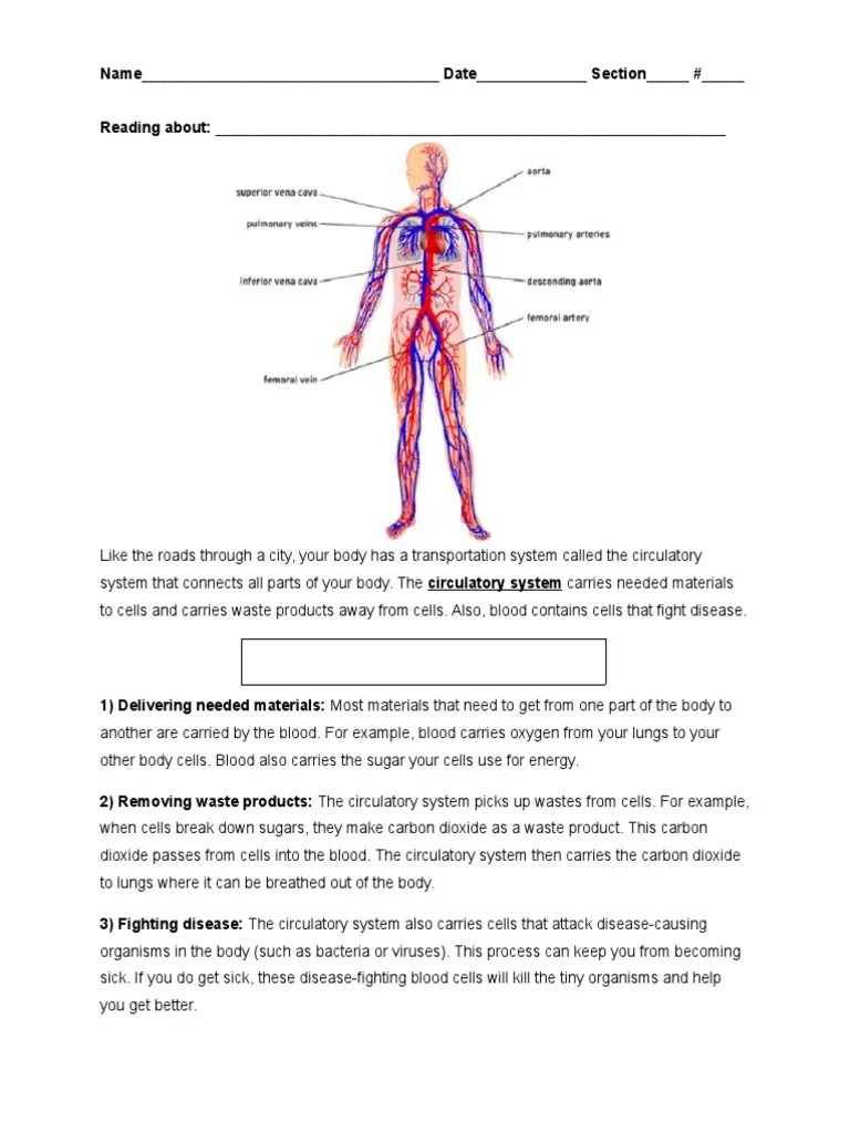 Circulation Worksheet Circulatory System Heart
