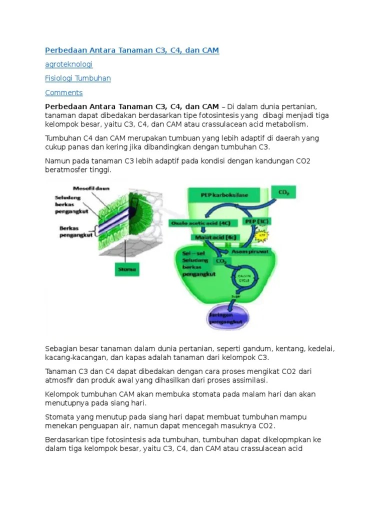 Perbedaan Antara Tanaman C3, c4 Dan CAM
