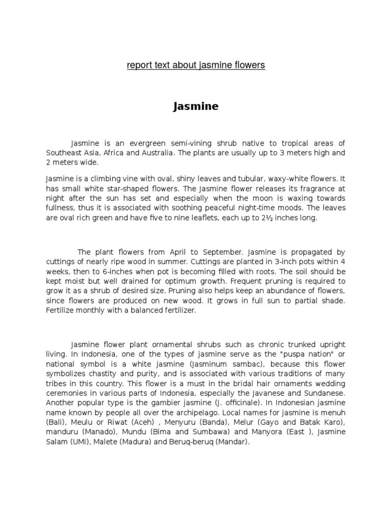 6 Contoh Report Text Tentang Bunga Tulip Rose