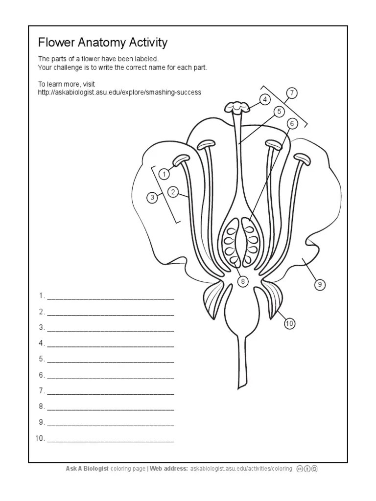 Ask a Biologist Flower Anatomy Worksheet Activity Reproduction