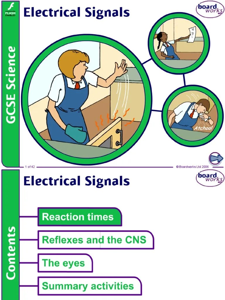 Electrical Signals v2.0 PDF Chemical Synapse Neuron