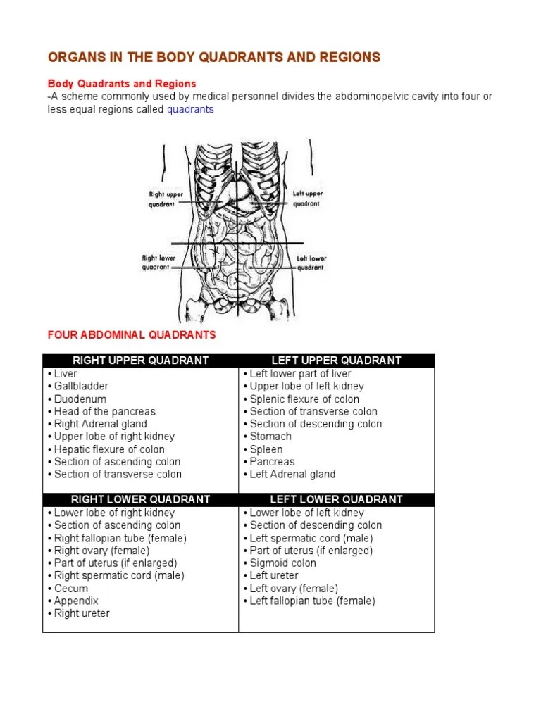 The human abdomen is divided into quadrants and regions by anatomists and physicians for the these terms are not used in comparative anatomy, since most other animals do not stand erect. Organs in the Body Quadrants and Regions