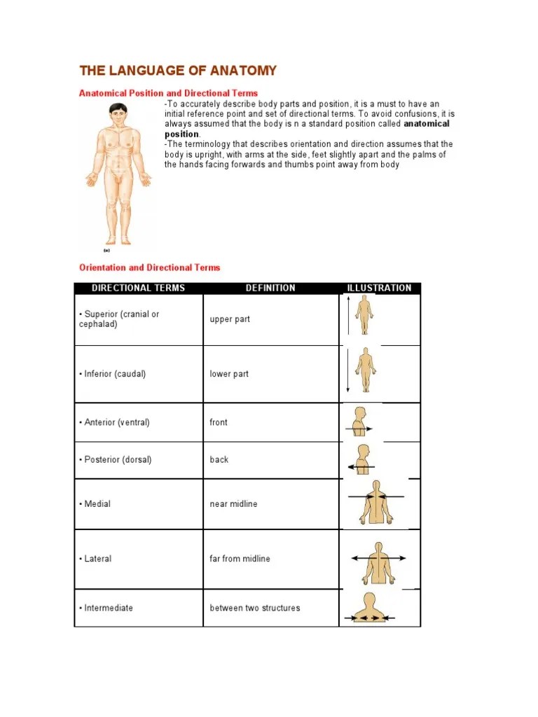 The Language of Anatomy PDF Anatomical Terms Of Location
