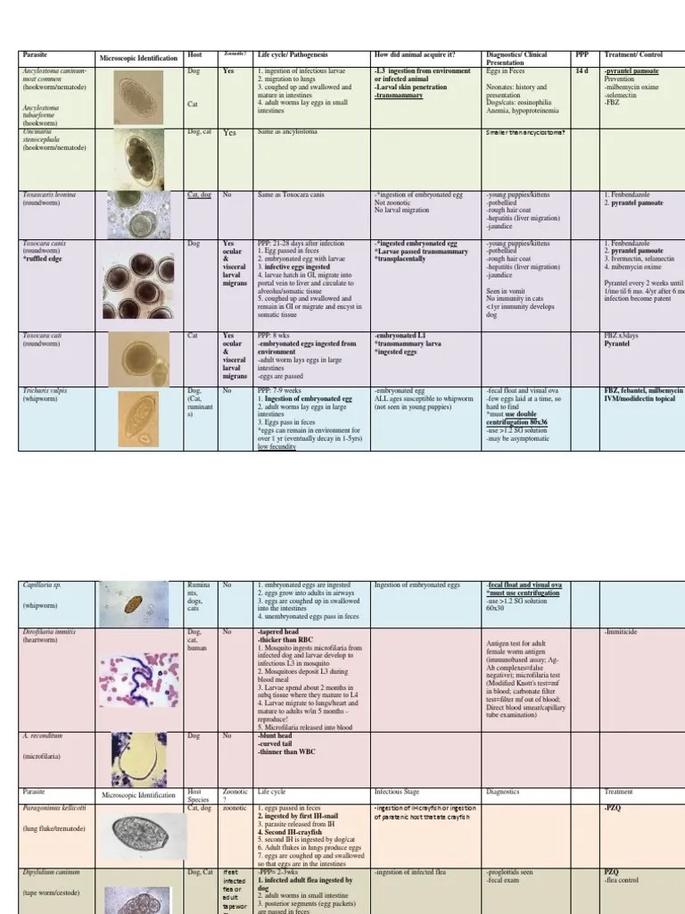 Veterinary Parasites Study Guide Veterinary Medicine Wellness