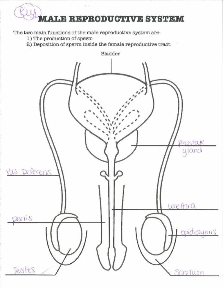 male reproductive system diagram key