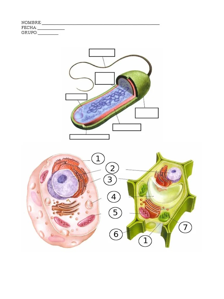 CÃ©lula Procariota, Animal y Vegetal