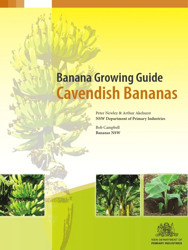 Banana Growing Guide Cavendish Bananas PDF PDF Herbicide Fertilizer