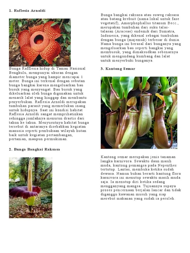 Gambar Tumbuhan Bunga Bangkai Raksasa Koleksi Gambar Bunga