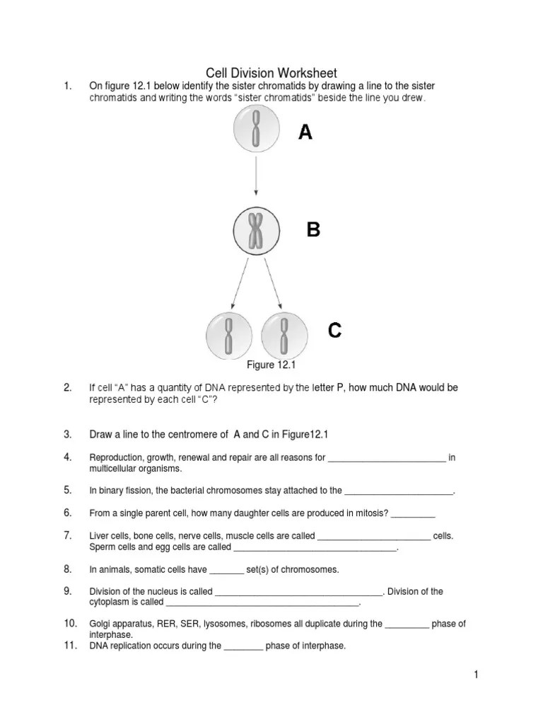 Cell Division Reading Comprehension Worksheet Mitosis And Meiosis