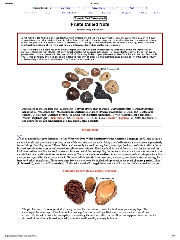 Fruits Called Nuts True Nuts Drupes Seeds Legumes PDF Fruit