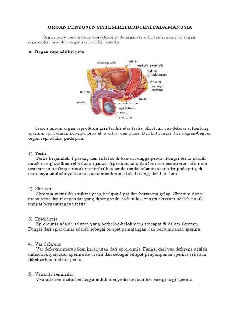 Organ Penyusun Sistem Reproduksi Pada Manusia | PDF